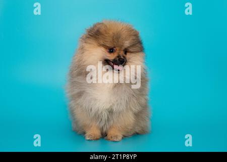 Pomeranian puppy sits and looks away, age 3 months, on a blue background Stock Photo
