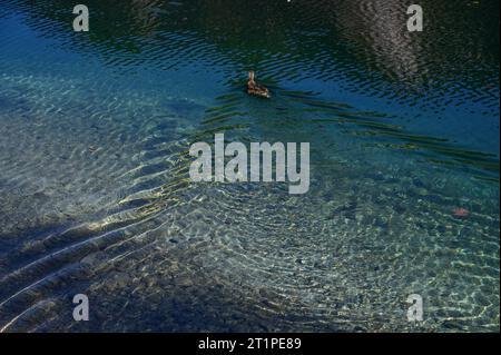 Wanderung rund um den herbstlichen Offensee, im oberösterreichischen Salzkammergut, am 13.10.2023. Das Bild zeigt eine im Offensee schwimmende Ente, die ein wellenmuster an der Seeoberfläche erzeugt 2023 - Wanderung rund um den herbstlichen Offensee, im oberösterreichischen Salzkammergut, am 13.10.2023. *** Hiking around the autumnal Offensee, in the Upper Austrian Salzkammergut, on 13 10 2023 The picture shows a duck swimming in the Offensee, which creates a wave pattern on the lake surface 2023 Hiking around the autumnal Offensee, in the Upper Austrian Salzkammergut, on 13 10 2023 Stock Photo