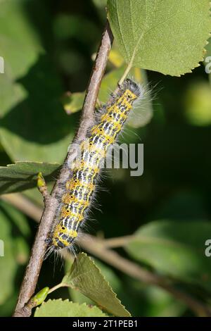 Mondvogel, Mondfleck, Raupe an Birke, Phalera bucephala, Buff-tip moth, buff tip, buff-tip, caterpillar, La Bucéphale, Zahnspinner, Notodontidae, prom Stock Photo