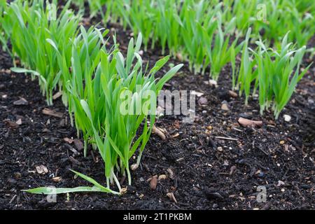 Barley, Hordeum vulgare, cereal plant of the grass family, rows of young plants growing in a bed Stock Photo