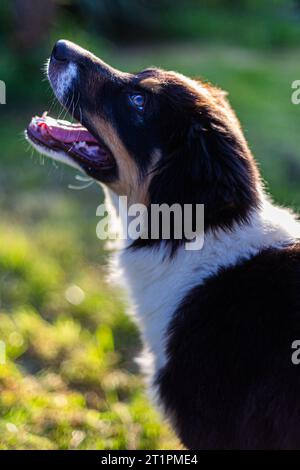 Close up of a black and white dog looking up Stock Photo