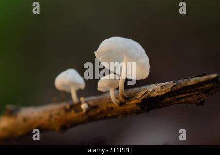 Closeup of tiny, white bonnet mushrooms growing on a stick in an East Texas pine forest. Stock Photo