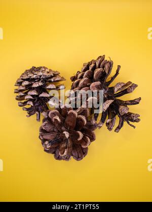 Top view of pine cones on a yellow background Stock Photo