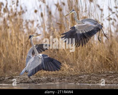 Two Grey herons fighting over territory at Lake Csaj, Kiskunsagi National Park, Pusztaszer, Hungary. February. The Grey Heron is a predatory bird livn Stock Photo