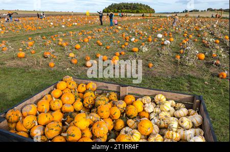 Kilduff Farm, East Lothian, Scotland, UK, 15th October 2023. Pumpkin Patch Festival: the popular pumpkin patch opens this weekend with visitors enjoying the culinary and Halloween pumpkins and the sunny weather. Credit: Sally Anderson/Alamy Live News Stock Photo