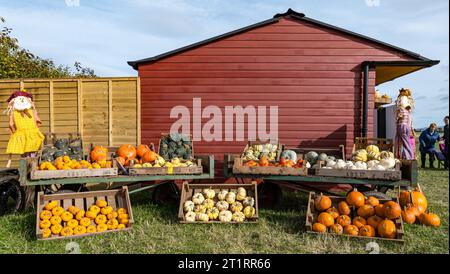 Kilduff Farm, East Lothian, Scotland, UK, 15th October 2023. Pumpkin Patch Festival: the popular pumpkin patch opens this weekend with visitors enjoying the culinary and Halloween pumpkins and the sunny weather. Pictured: a variety of pumpkins on display. Credit: Sally Anderson/Alamy Live News Stock Photo