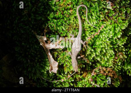 Small brown lizard hiding in the lush green moss. Animals in the wild nature Stock Photo