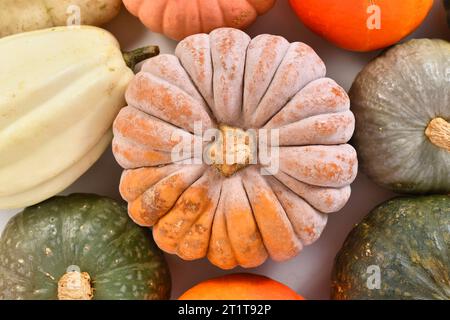 Top view of mature ribbed 'Black Futsu' pumpkin squash with orange skin between pumpkin mix Stock Photo