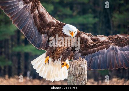 Bald Eagle (Haliaeetus leucocephalus) landing on a tree stump with wings spread, Ontario, Canada. Stock Photo