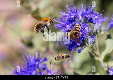 picture of flying bumblebee and bees at a Caryopteris flower Stock Photo