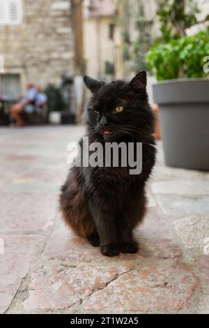 Black cat sitting on a sidewalk in the Old Town of Kotor, Montenegro, close up Stock Photo