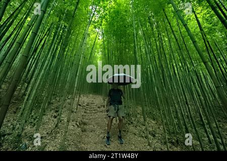 Hiking in the Na Hang Tua Chu Bamboo Forest,  Mu Cang Chai, Yen Bai, Vietnam Stock Photo