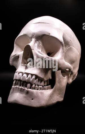 A model of a human skull on blak background Stock Photo