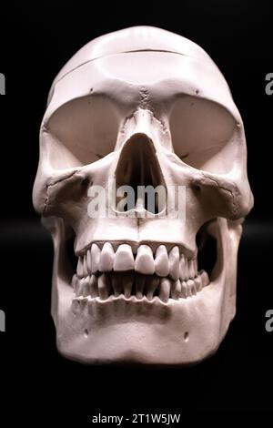 A model of a human skull on a black background Stock Photo