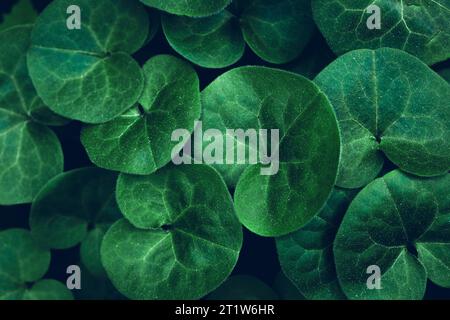 Creative layout made of green leaves Stock Photo