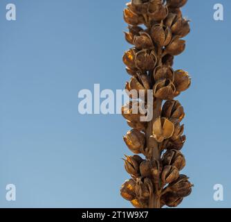 Dried Flowers On The Stalk Of Yucca Tree Against Light Blue Sky in Big Bend Stock Photo