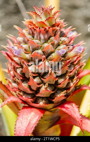 Blooming Pineapple Plant Stock Photo