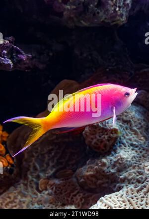 Bartlett's Anthias (Pseudanthias bartlettorum), tropical Pacific Ocean Stock Photo