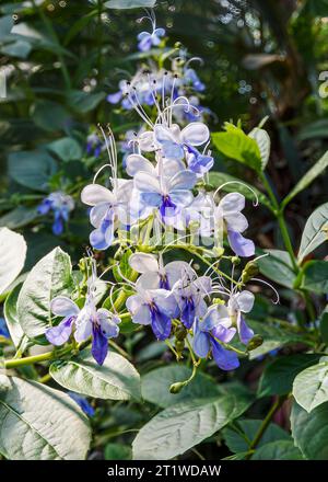 Blue Butterfly Bush (Rotheca myricoides) ‘Ugandense’. AKA: Blue Glory Bower Butterfly bush, Clerodendrum ugandense, Clerodendrum myricoides ‘Ugandense Stock Photo