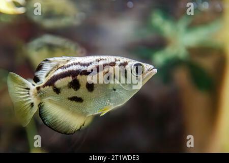 Clouded archerfish (Toxotes blythii), AKA: Zebra archerfish, Myanmar, Shedd Aquarium, Chicago, Illinois, USA Stock Photo
