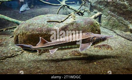 Lake Sturgeon (Acipenser fulvescens), North America Stock Photo