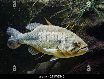 Largemouth bass (Micropterus salmoides), USA Stock Photo