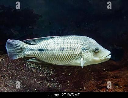 Three-spotted tilapia (Oreochromis andersonii), AKA: threespot tilapia, and threespot bream, South Africa Stock Photo