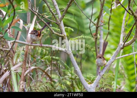 Couple of Red-backed fairywren sitting on Branch in a Tree, Queensland, Australia. Stock Photo