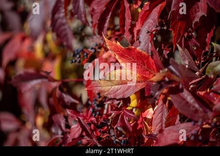 Leaves of wild grape against a stone wall during autumn in Sweden. Stock Photo