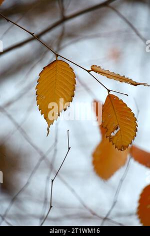 Autumn-colored hornbeam leaves remain sparsely amidst the signs of winter Stock Photo