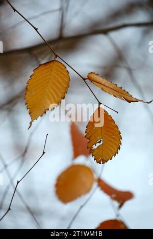 Autumn-colored hornbeam leaves remain sparsely amidst the signs of winter Stock Photo
