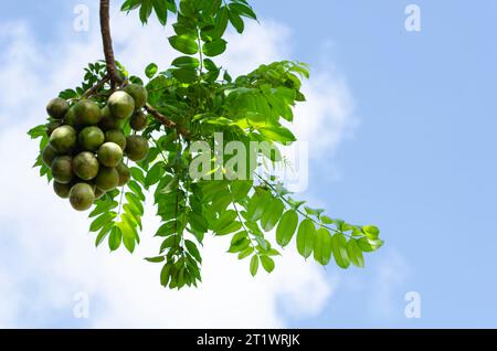 Hanging Bunch Of June Plums Stock Photo