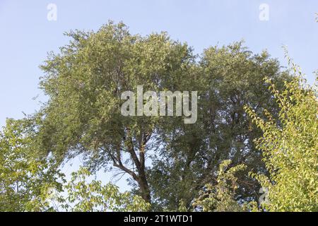 Elm tree on a background of blue sky in the park Stock Photo