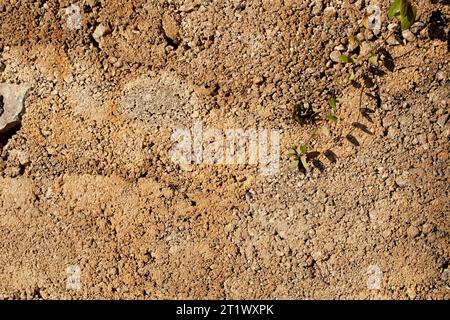 Texture sandy brown background with small stones and green plant. Background for design. Horizontal. Photo in high quality. Stock Photo
