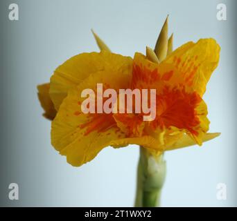 Close up of a blooming Yellow King Humbert Canna Lily flower and bud Stock Photo