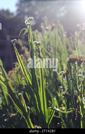 Decorative plants in the walled kitchen garden, Clumber Park, Nottinghamshire, England. Stock Photo