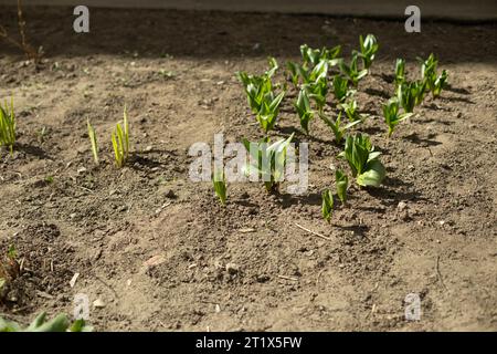 Flowerbed in the yard. Seedlings in the ground. Planting plants near the entrance. Landscaping of yards. Stock Photo