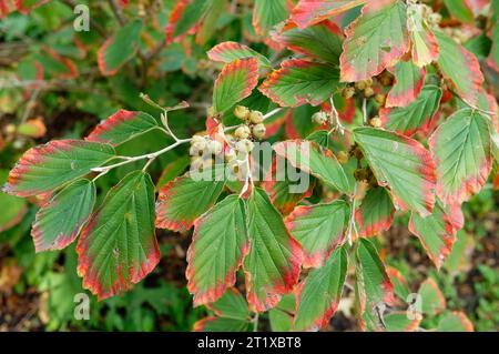 Hamamelis beginning autumn color of the leaves of a witch hazel and its bifid capsule fruits Stock Photo