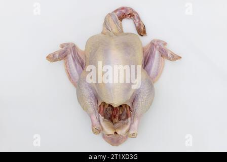 Getting raw turkey ready for cooking. Stock Photo