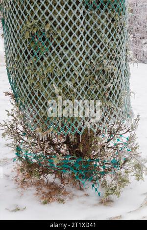 Thuja occidentalis - White Cedar tree not properly wrapped with protective green plastic mesh to prevent branches from breaking from accumulated ice. Stock Photo