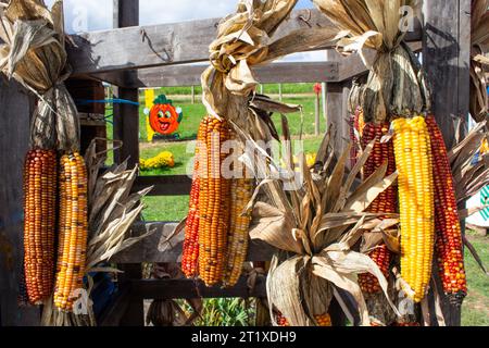 Dried corn cobs on display on the fence Stock Photo