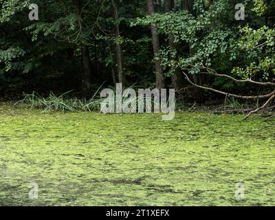 Duckweed pond in front of a dark forest. The plants on the calm water surface are illusory and hide the deep water body. The atmosphere is mysterious. Stock Photo