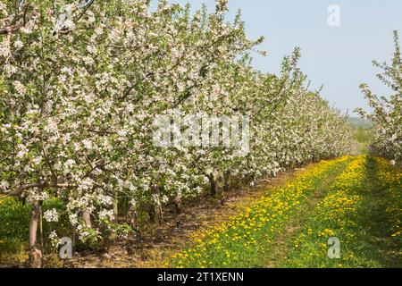 Malus domestica - Apple trees in bloom in orchard in spring, Quebec, Canada Stock Photo