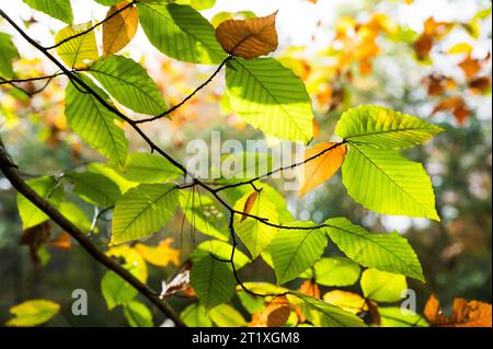 Light filters through the leaves of an American beech tree in autumn. Stock Photo
