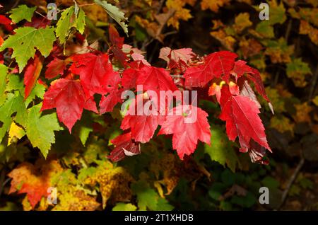 Maple leaves turning red in the Autumn. Quebec,Canada Stock Photo