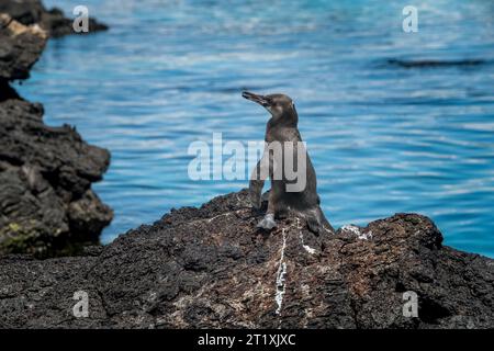 Small penguin from the Galapagos Islands posing on some rocks in the Bartolome Island area Stock Photo