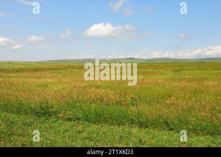 Panoramic shot of an endless steppe with tall grass lying at the foot of a ridge of high hills on a clear summer day. Khakassia, Siberia, Russia. Stock Photo