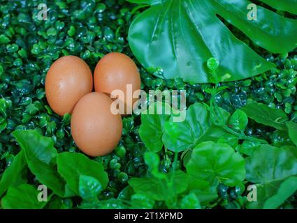 Pictured above, 3 eggs resting on green grass. Stock Photo