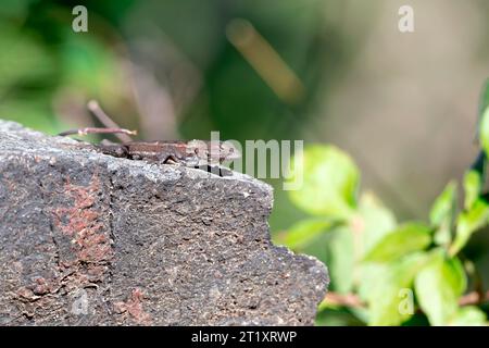 Little Lizard on Rock Stock Photo