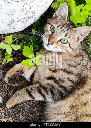 Brown tabby cat with green eyes lies in grass, looking at camera, top view Stock Photo